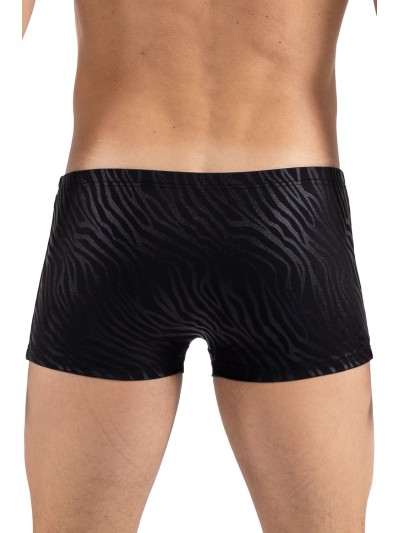 Boxer noir  gold Zebra 